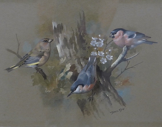 Basil Ede (1931-2016), gouache, Study of three finches on a branch, signed, 23 x 29cm. Condition - fair